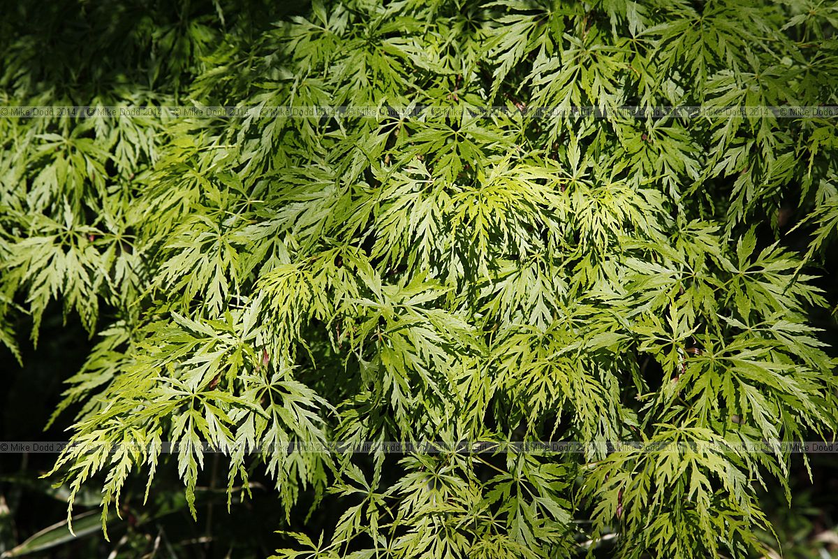 Acer palmatum 'Seiryu'