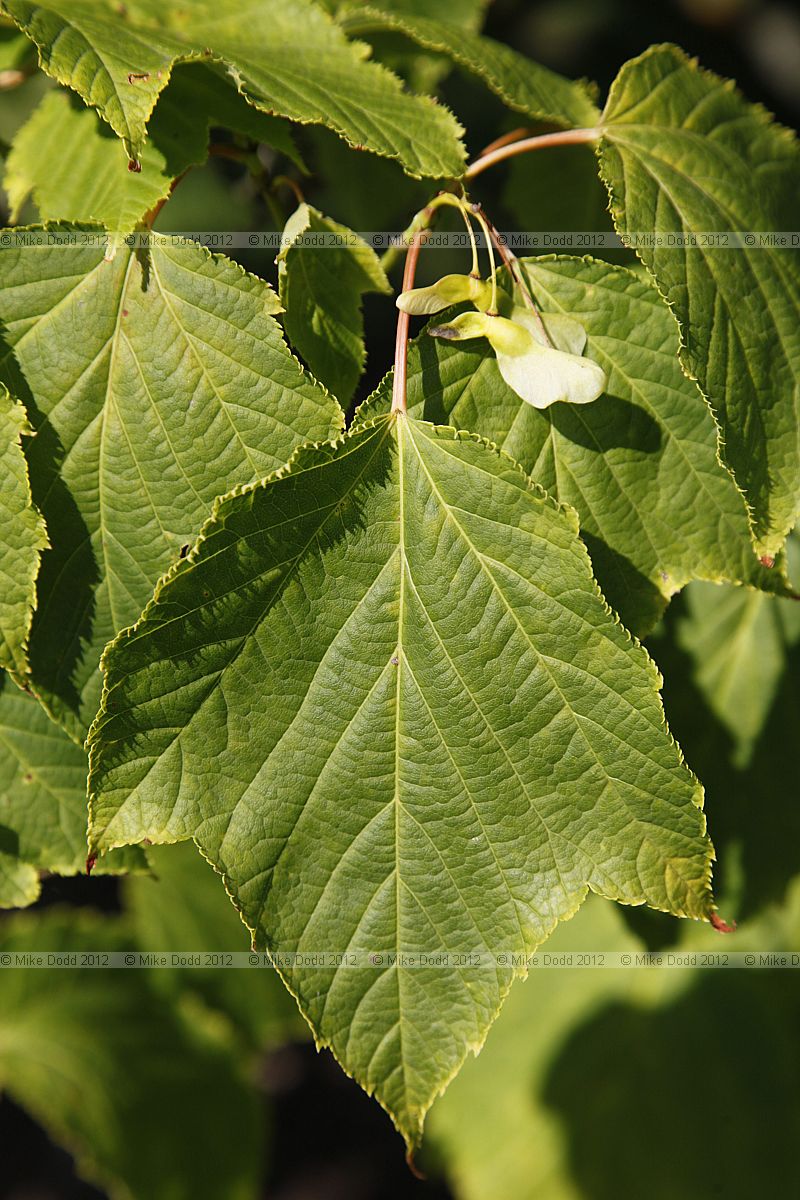 Acer pectinatum