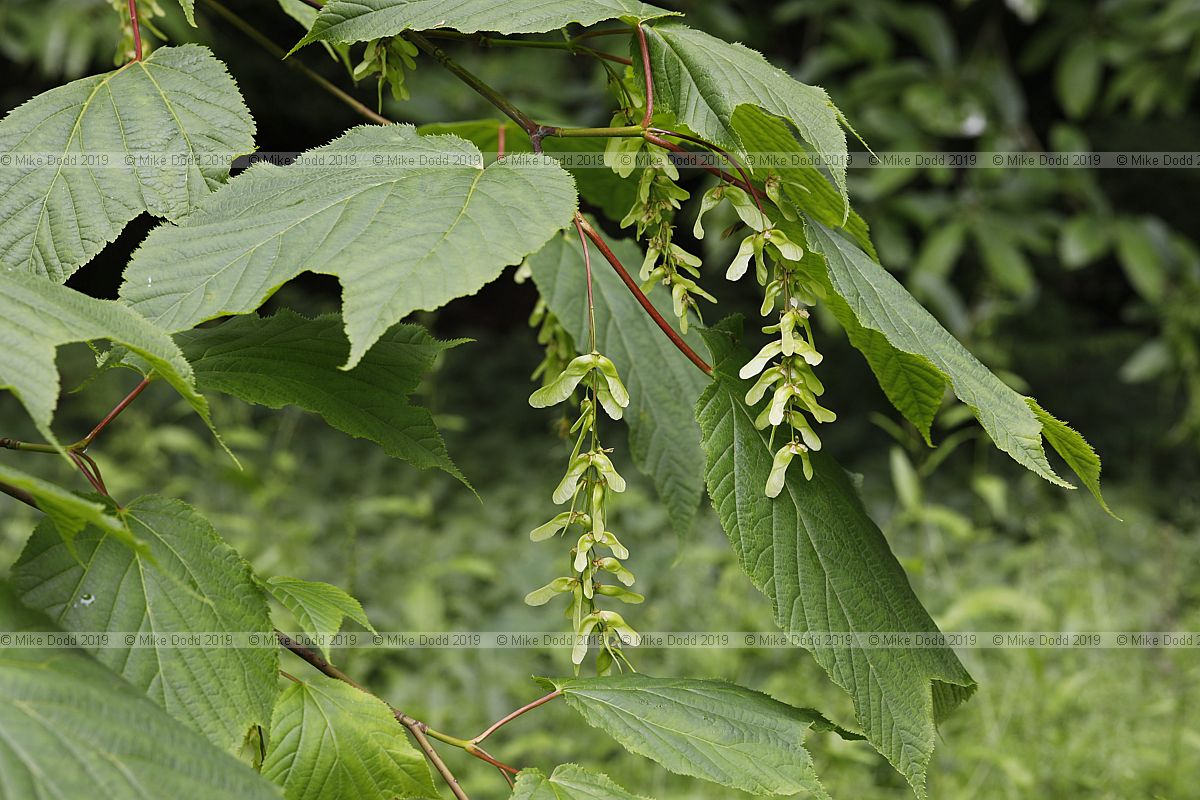 Acer pensylvanicum