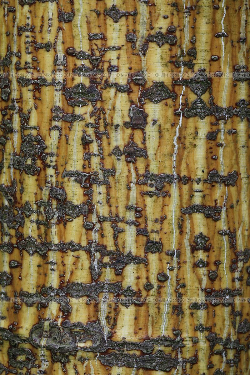 Acer pensylvanicum 'Erythrocladum'