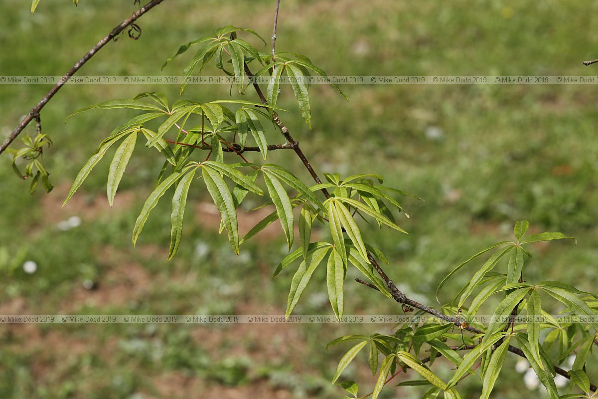 Acer pentaphyllum