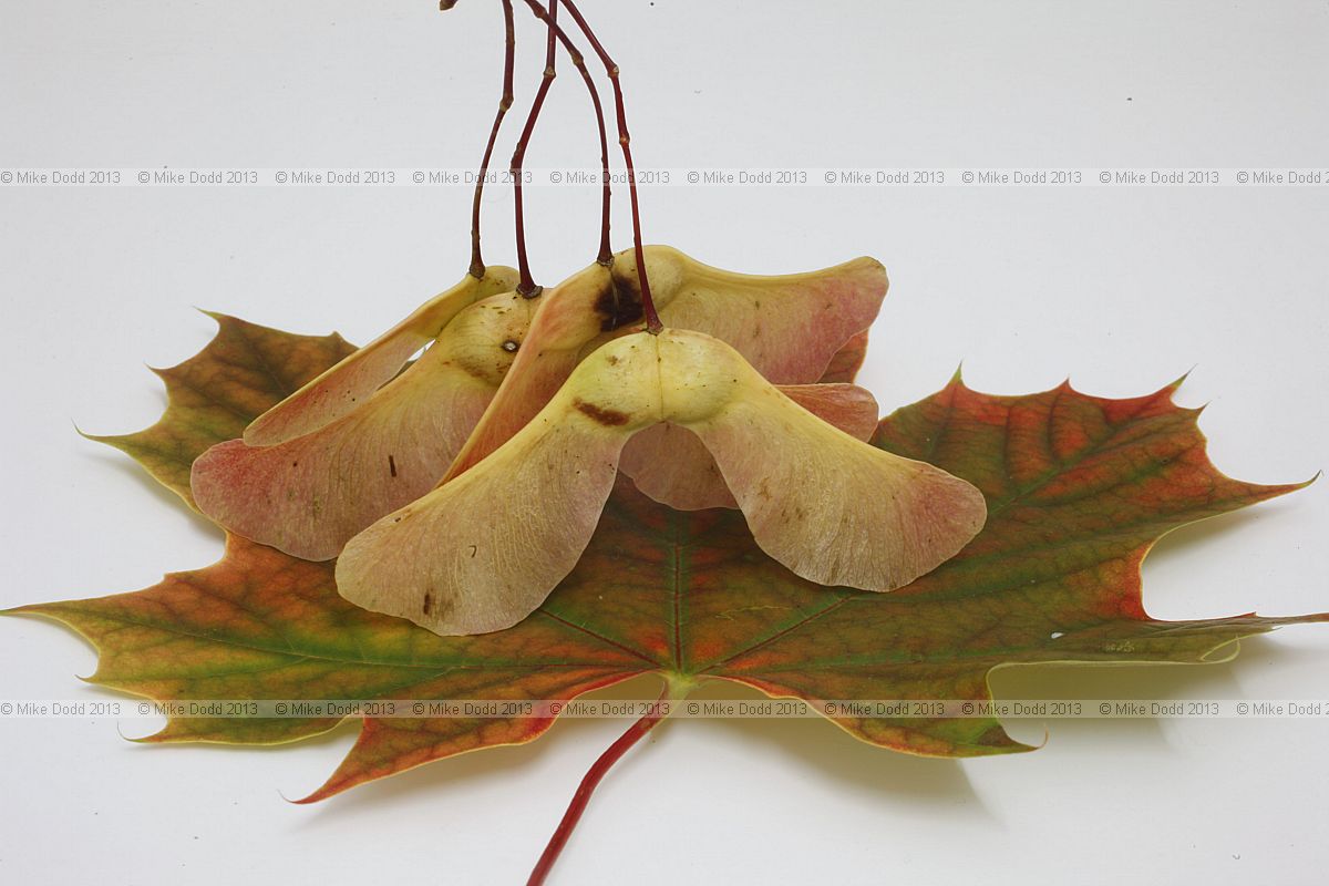 Acer platanoides Norway Maple