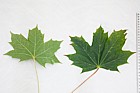 Acer platanoides Norway Maple