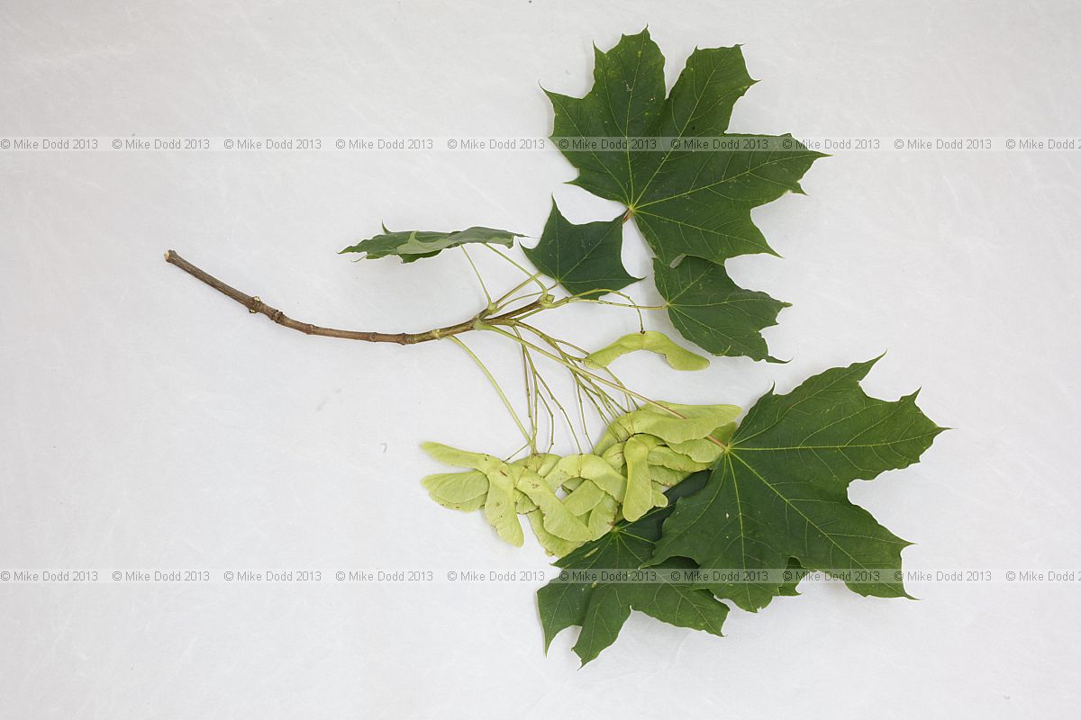 Acer platanoides Norway Maple