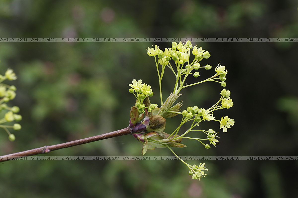 Acer platanoides Norway maple