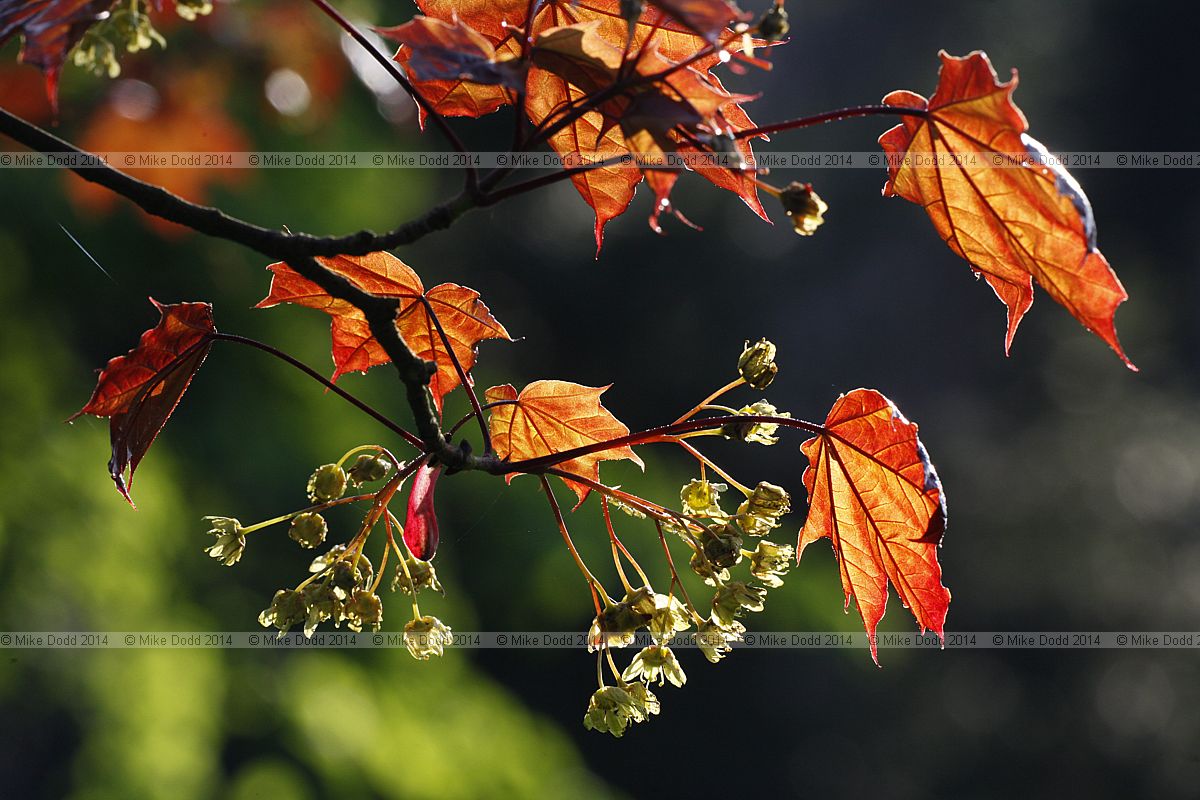 Acer platanoides 'Crimson King'