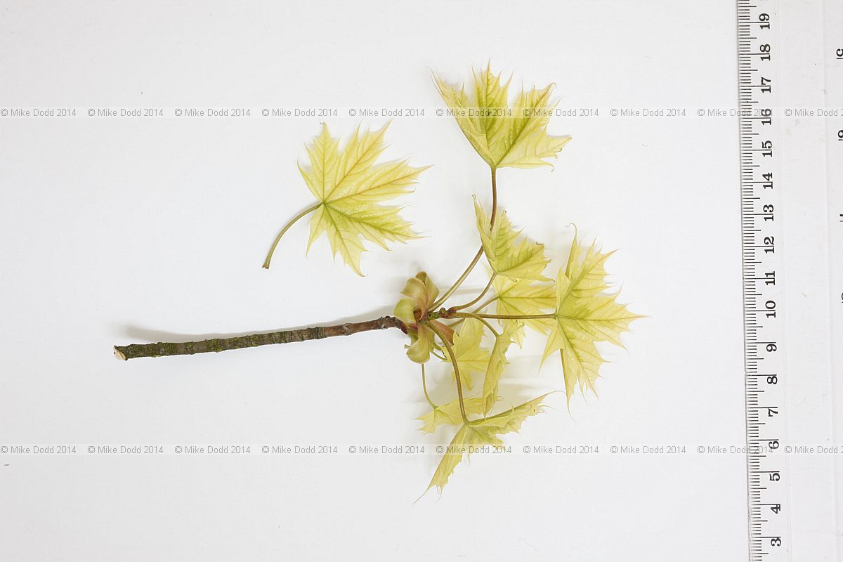 Acer platanoides 'Drummondii'  yellowish young leaves