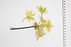 Acer platanoides 'Drummondii'  yellowish young leaves