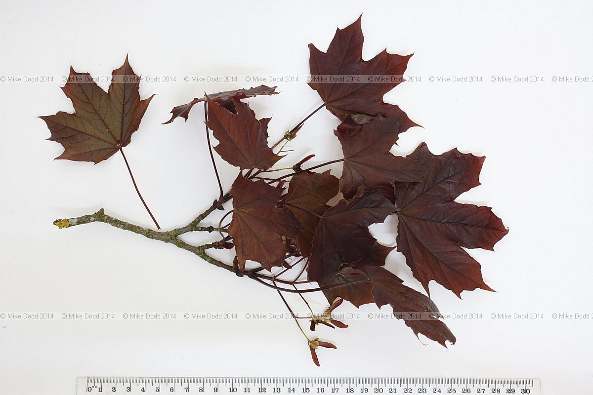 Acer platanoides 'Goldsworth Purple' (?) note purple tones in bracts and stalks
