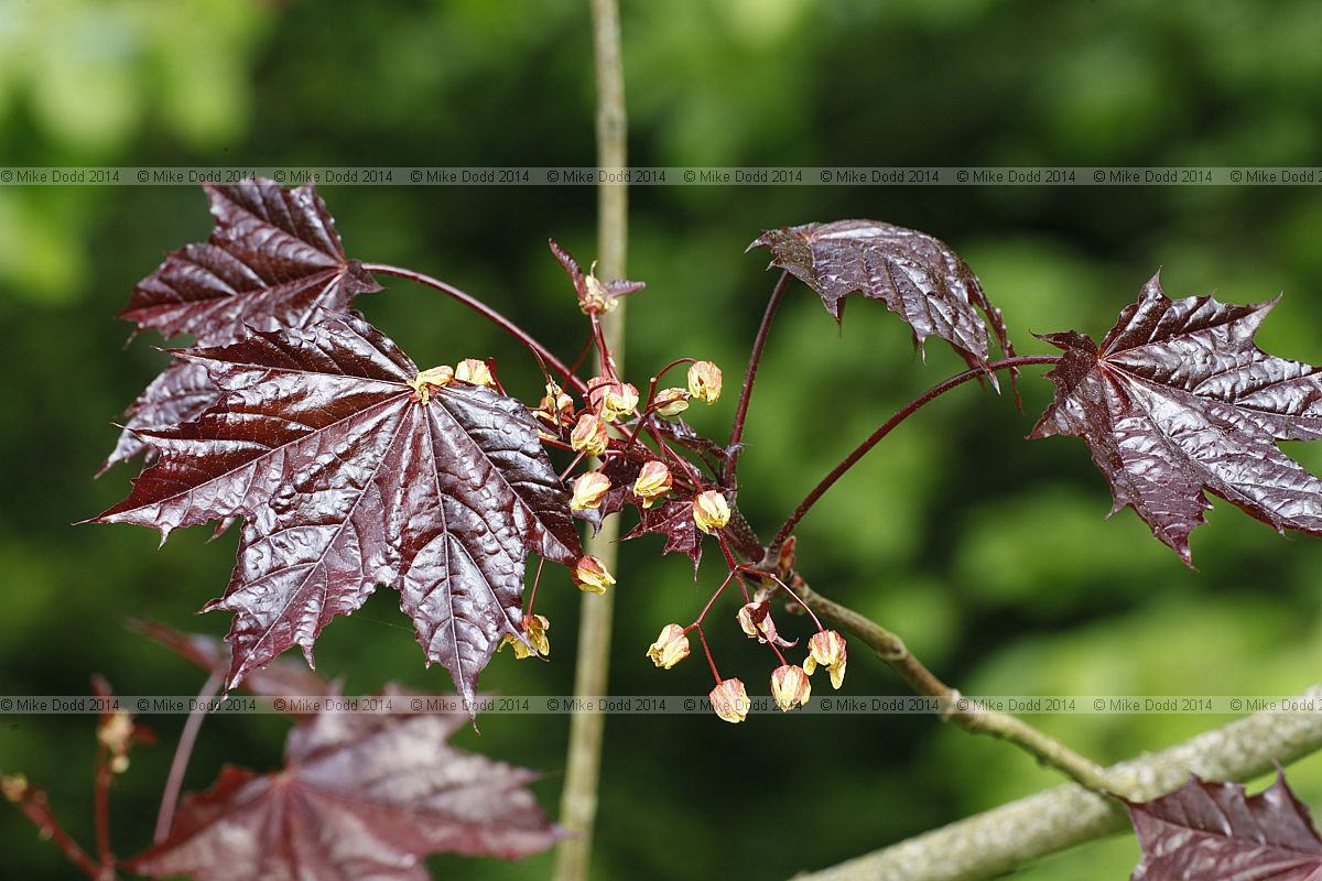 Acer platanoides 'Goldsworth Purple'