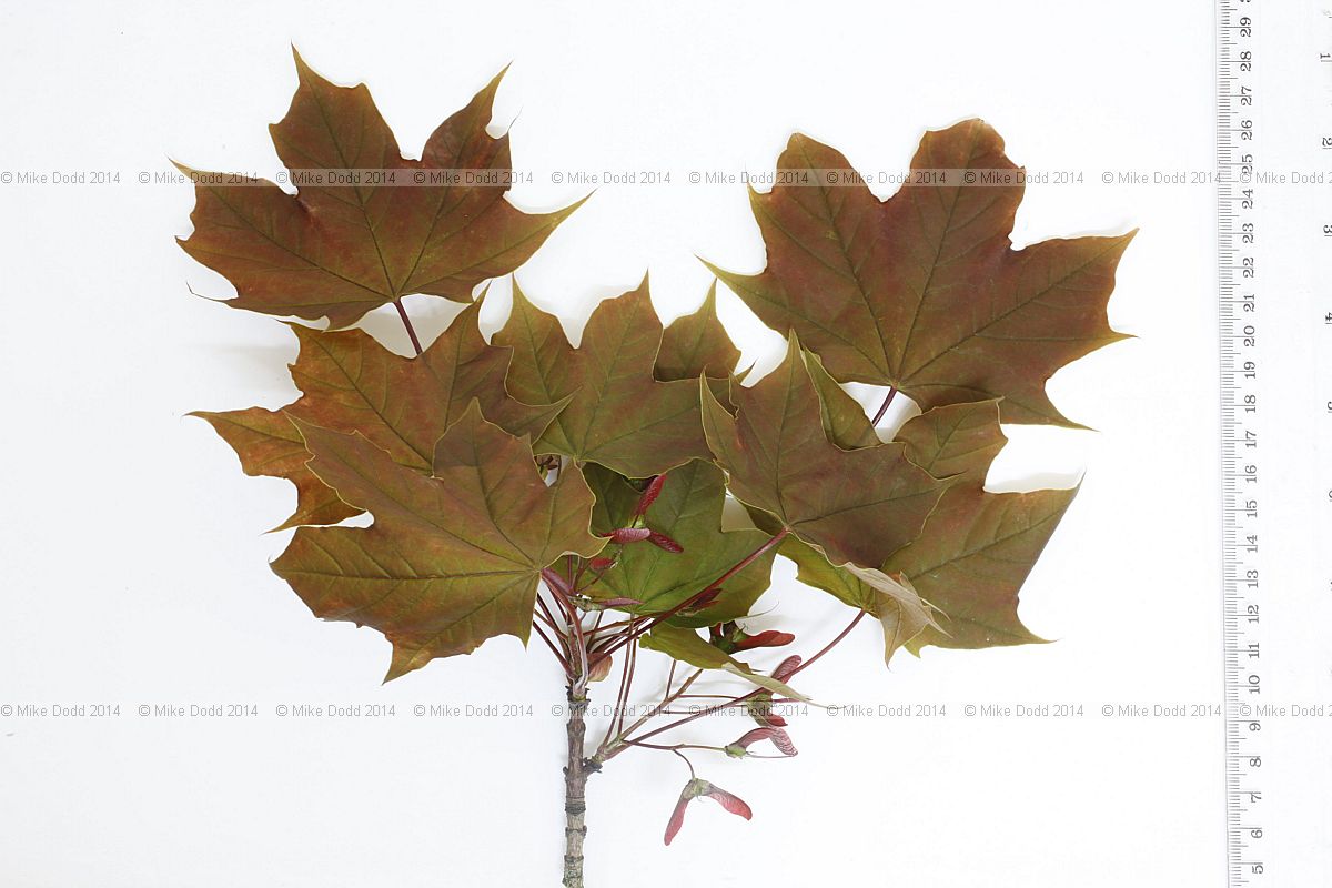 Acer platanoides 'Schwedleri' (?)  note red tones in bracts and stalks