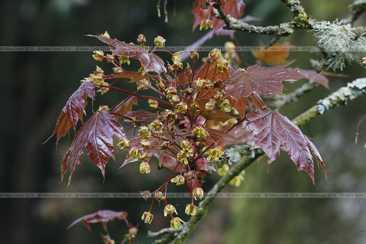 Acer platanoides 'Schwedleri'