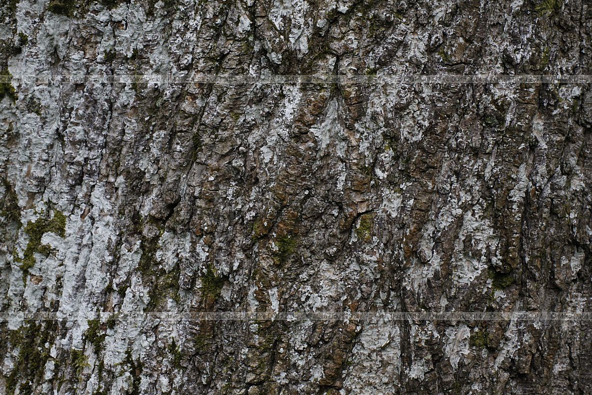 Acer platanoides 'Schwedleri'