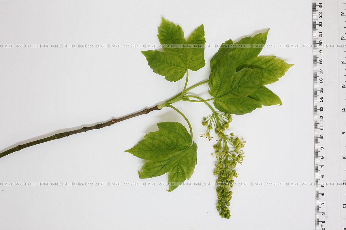 Acer pseudoplatanus Sycamore