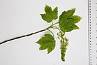 Acer pseudoplatanus Sycamore