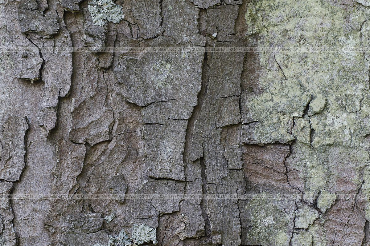 Acer pseudoplatanus 'Atropurpureum' Purple-leaved Sycamore