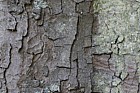 Acer pseudoplatanus 'Atropurpureum' Purple-leaved Sycamore