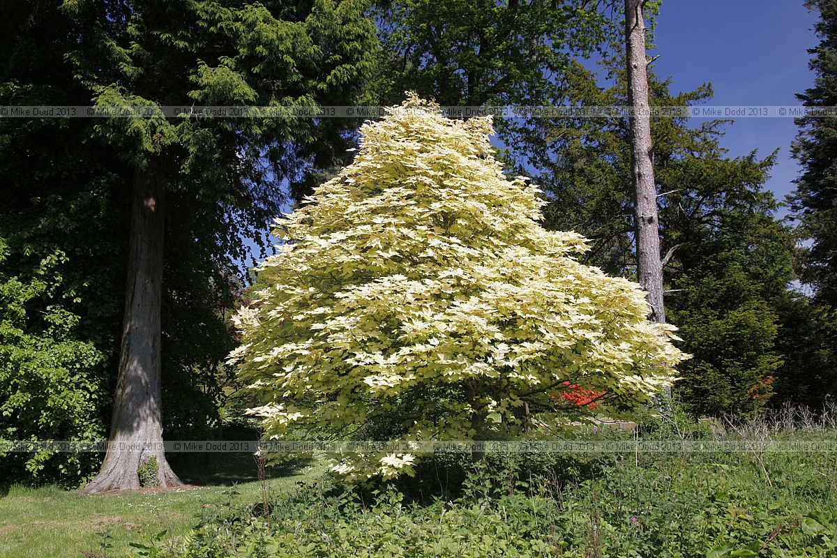 Acer pseudoplatanus 'Brilliantissimum'
