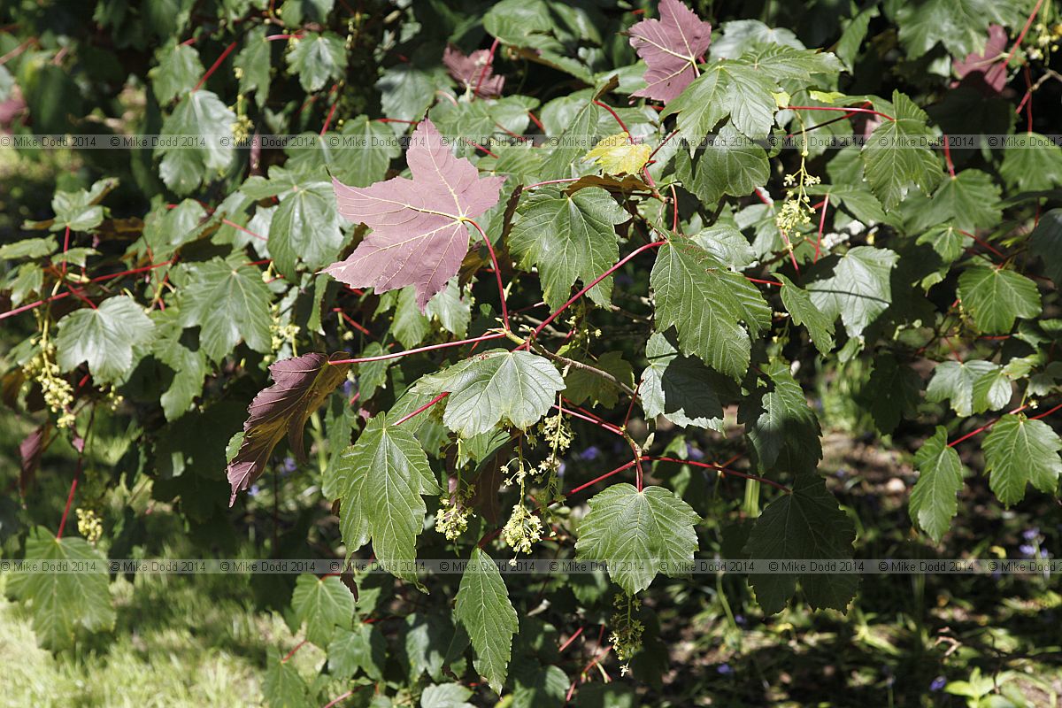 Acer pseudoplatanus f purpureum