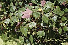 Acer pseudoplatanus f purpureum