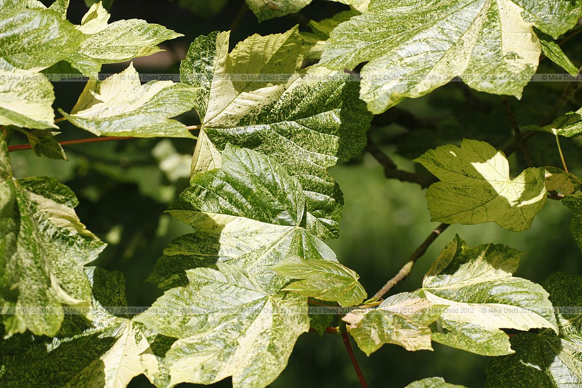 Acer pseudoplatanus 'Leopoldii'