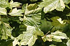 Acer pseudoplatanus 'Leopoldii'