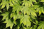 Acer pseudosieboldianum Korean maple