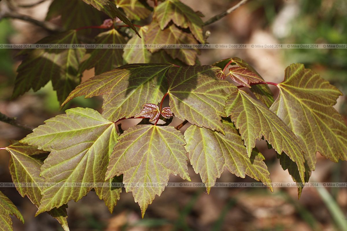 Acer pycnanthum Japanese red maple