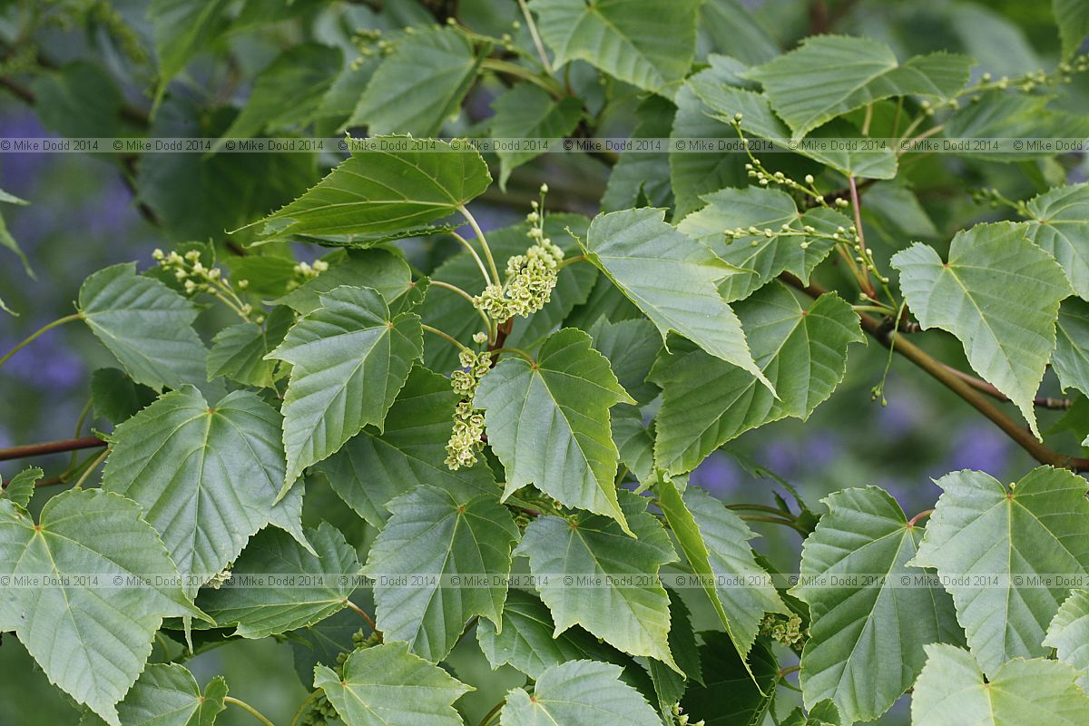 Acer rubescens