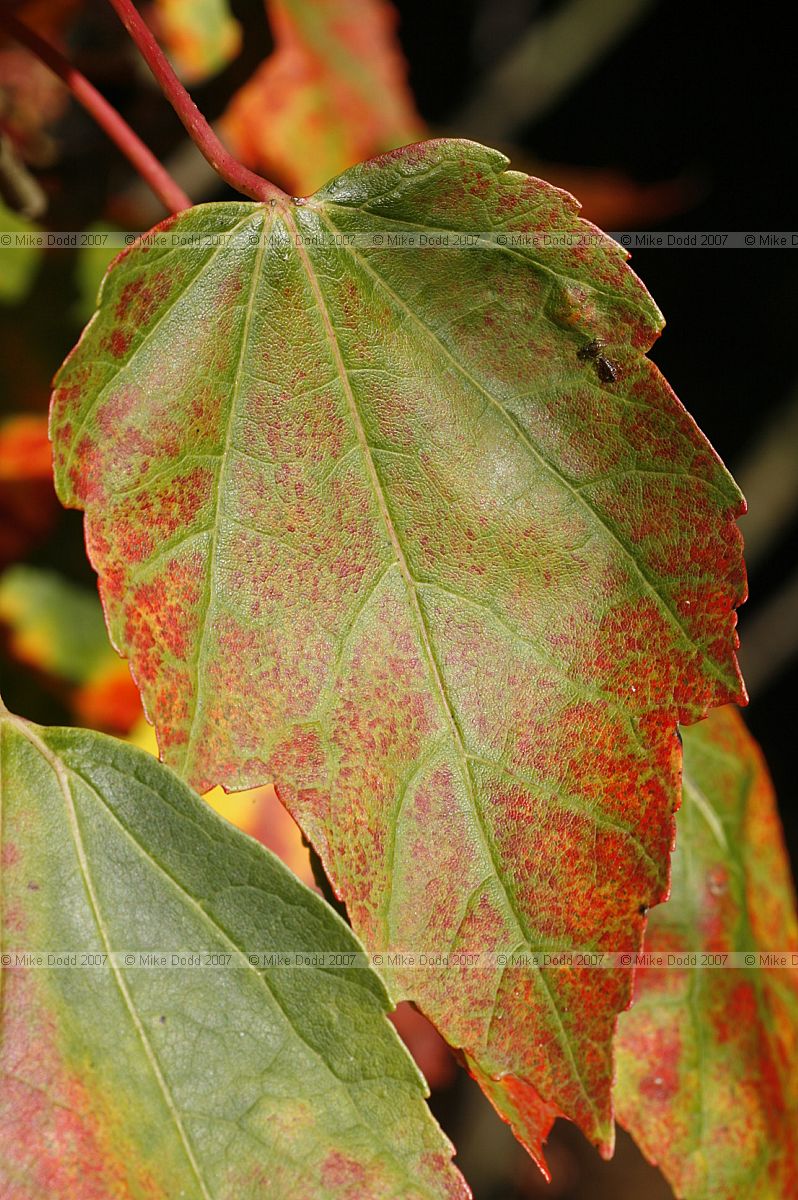 Acer rubrum Red Maple
