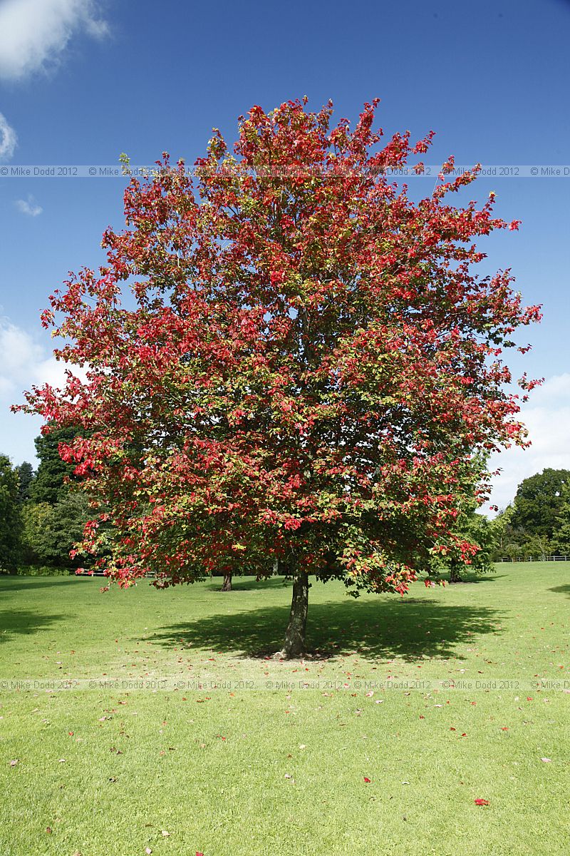 Acer rubrum 'Schlesingeri'