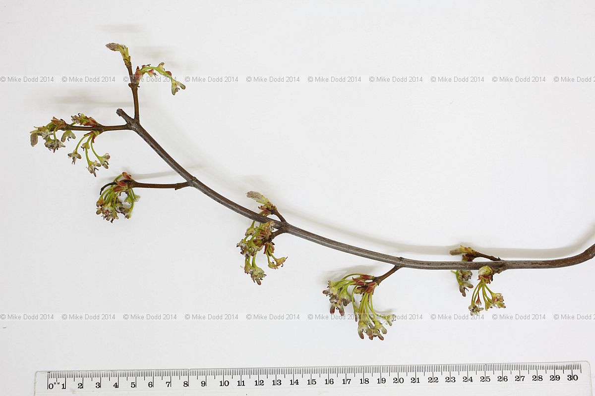 Acer saccharinum Silver maple