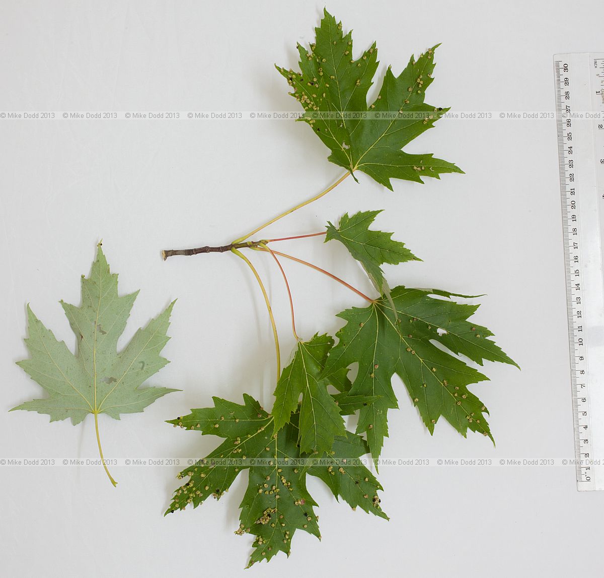 Acer saccharinum Silver Maple with Vasates quadripedes Maple Bladder Gall Mite