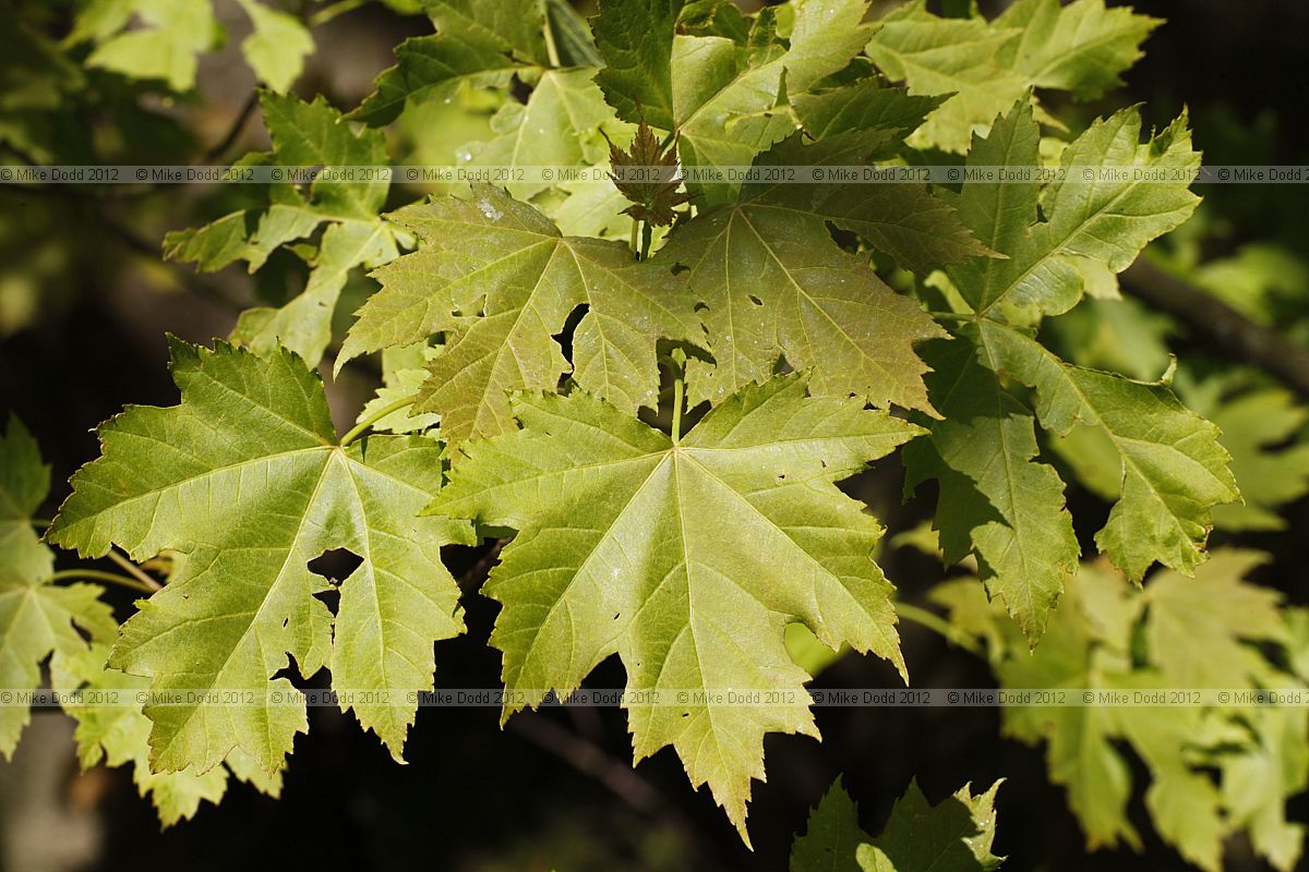 Acer saccharinum Silver Maple