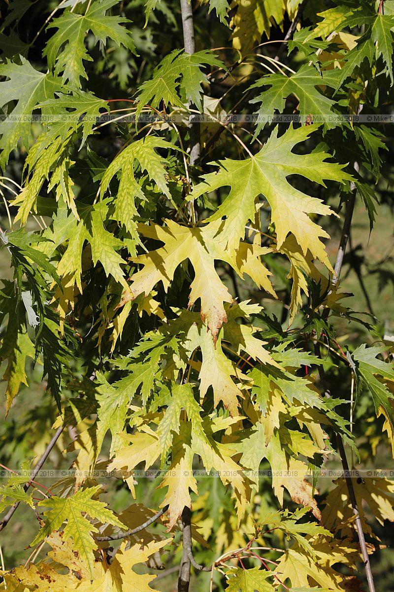 Acer saccharinum f. laciniatum 'Laciniatum Wieri'