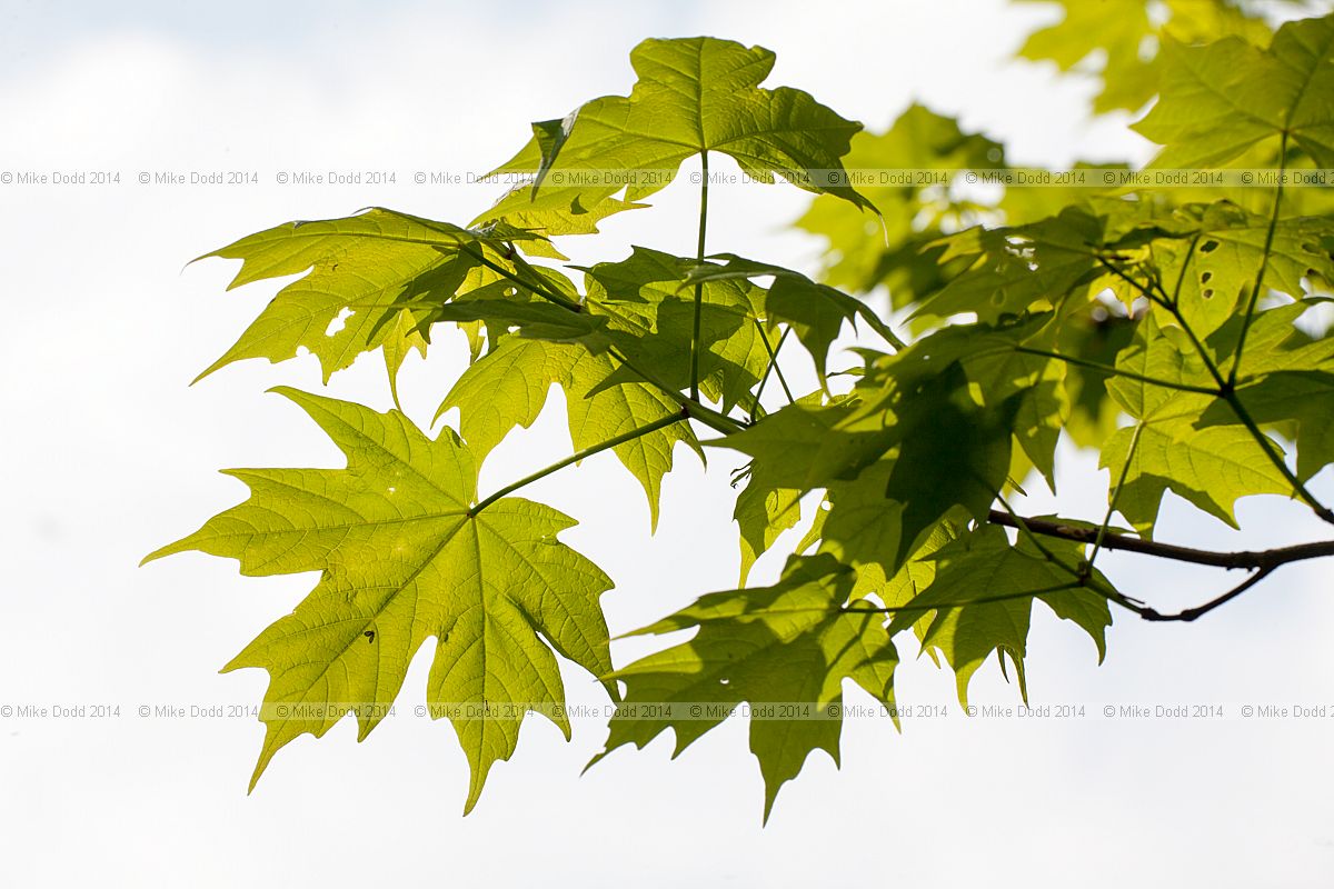 Acer saccharum Sugar maple