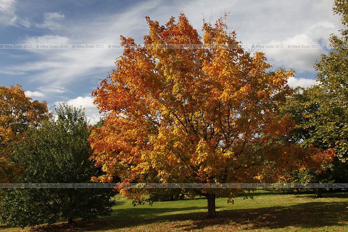 Acer saccharum nigrum Black Maple
