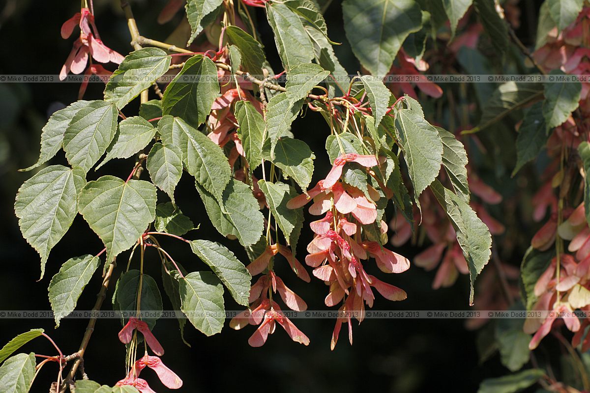 Acer stachyophyllum var pentaneureum