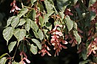 Acer stachyophyllum var pentaneureum