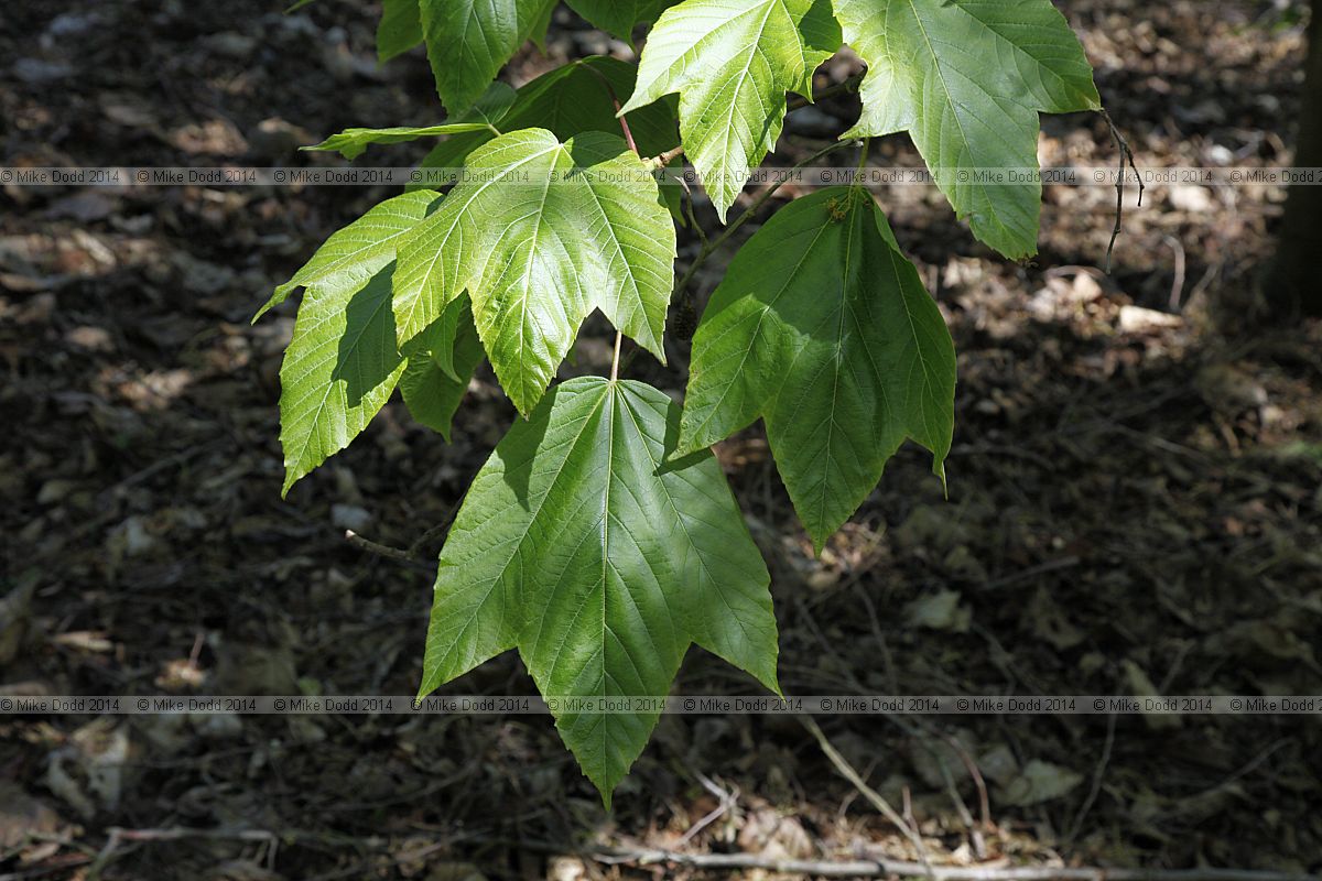 Acer sterculiaceum