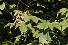 Acer sterculiaceum ssp. franchetii