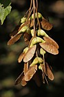 Acer sterculiaceum ssp. franchetii