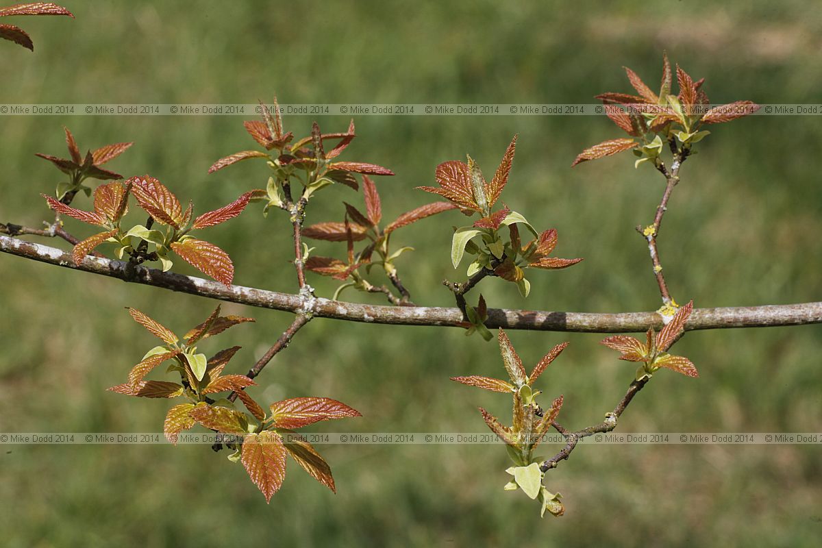 Acer tataricum Tatraian Maple