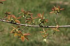 Acer tataricum Tatraian Maple