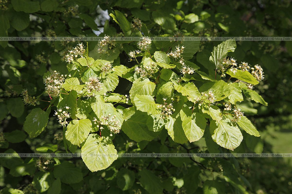 Acer tataricum ssp aidzuense