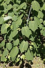 Acer tegmentosum Manchurian striped maple