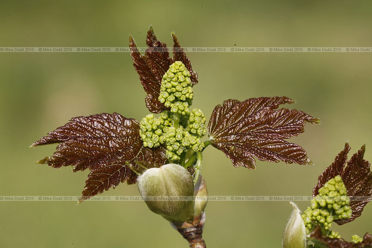 Acer velutinum Velvet Maple