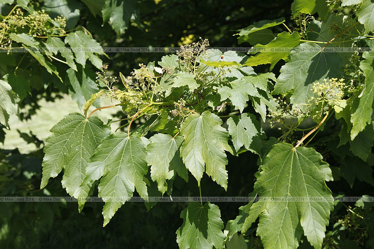 Acer velutinum var vanvolxemii
