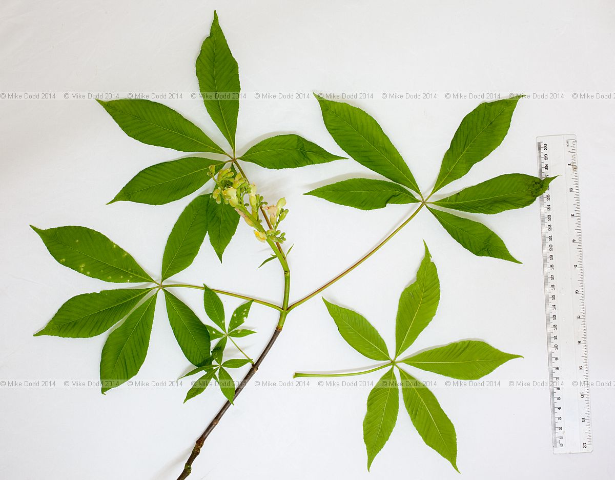 Aesculus flava Yellow buckeye