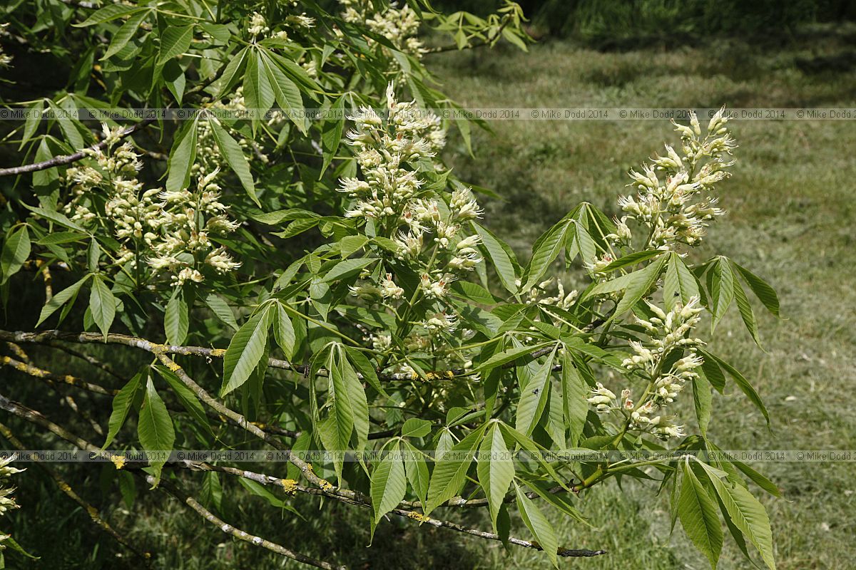 Aesculus glabra forma pallida